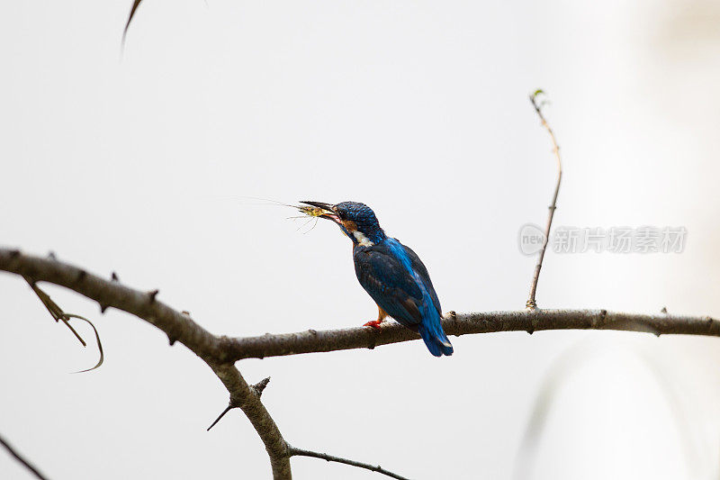 成年翠鸟，欧亚翠鸟或河翠鸟(Alcedo atthis)